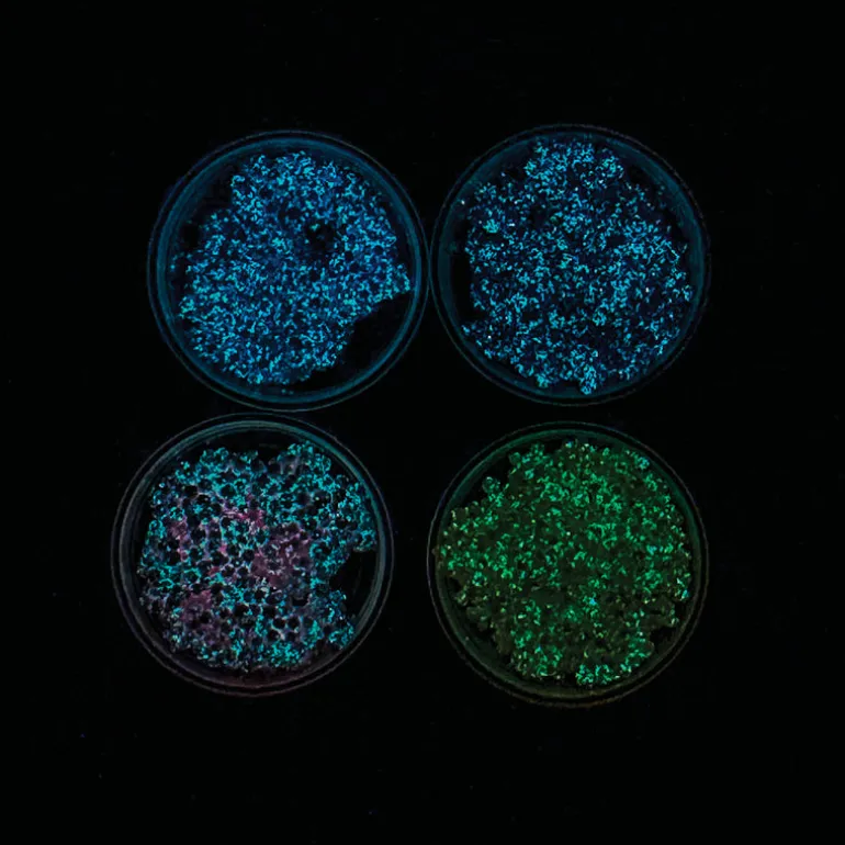 Glow in the Dark Glops & Dots Modeling Foam - 24 per display